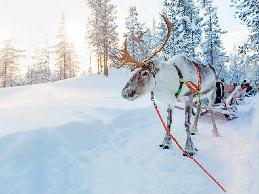  Lapland; Noel Baba'nın Evi ve Buzkıran Turu 