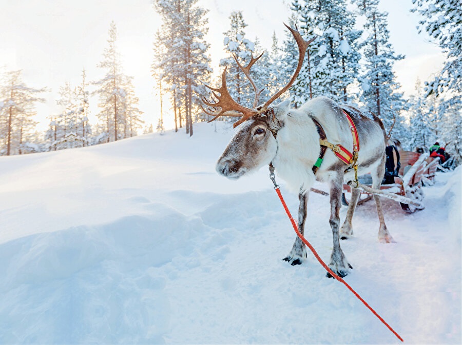 YILBAŞINDA LAPLAND TURU